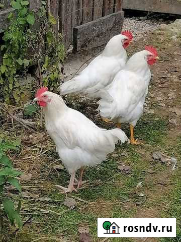 Петух Балабаново - изображение 1