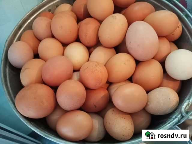 Домашние куриные яйца Скородное - изображение 1
