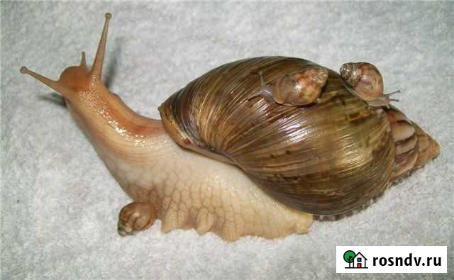 Улитка Ахатина Королев - изображение 1