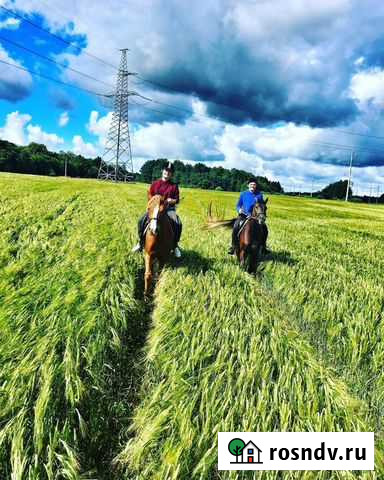 Лошади Калининград - изображение 1