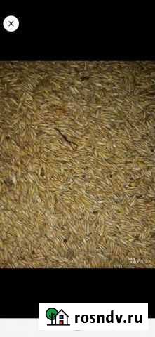 Зерно овёс Свободный - изображение 1