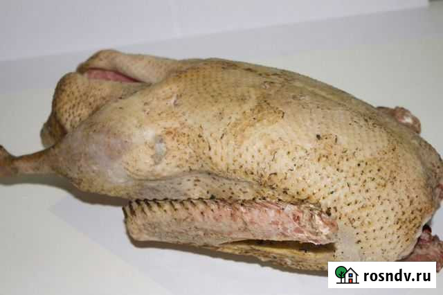 Гусь Мурманск - изображение 1