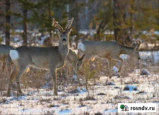 Мясо дичи Екатеринбург - изображение 1