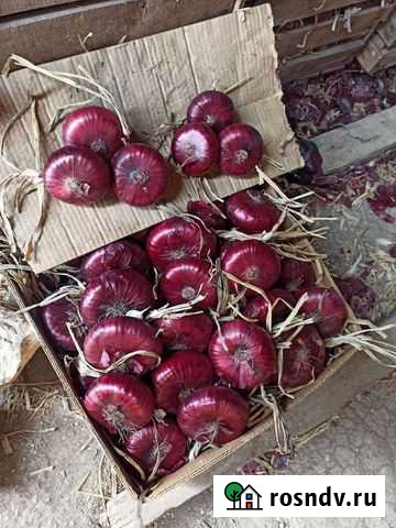 Ялтинский лук Старый Крым - изображение 1