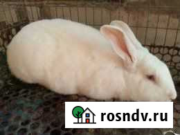 Продаю кроликов белый панон Липецк - изображение 1