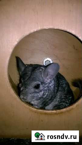 Шиншилла + Клетка (с содержимым) Нижний Новгород - изображение 1