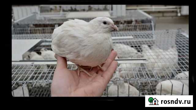 Перепёлка Сочи - изображение 1