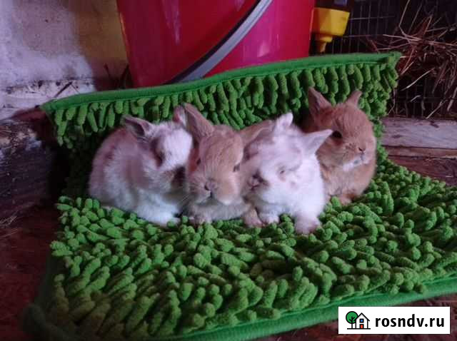 Декоративные крольчата Иркутск - изображение 1