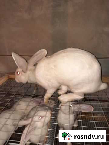 Хиколь хи + Хасавюрт - изображение 1