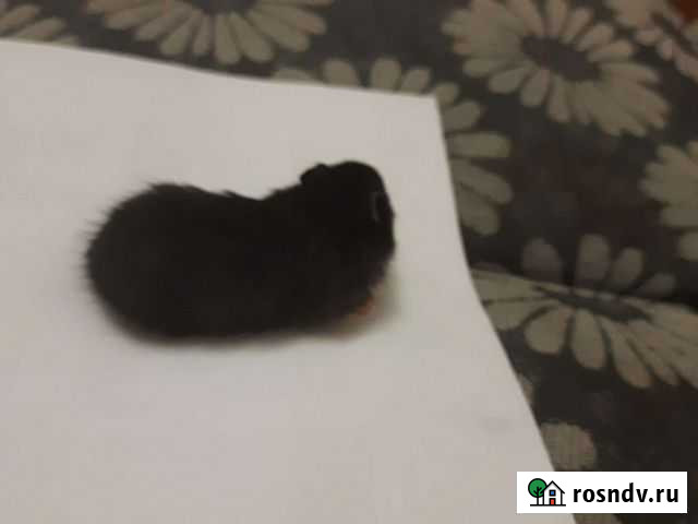 Сирийский хомяк бесплатно Калининград - изображение 1