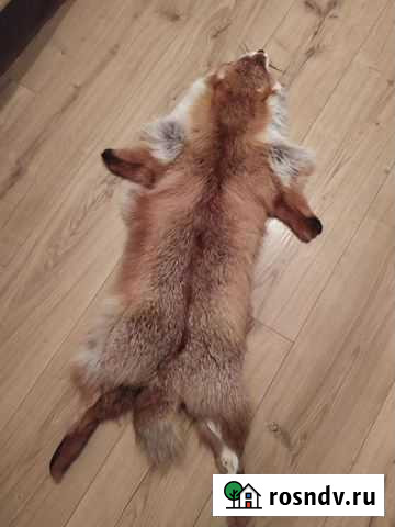 Шкуры лисы Калининград - изображение 1