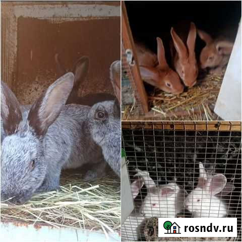 Породистые кролики Белореченский - изображение 1