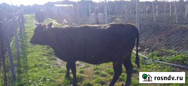 Коровы и бычки Дербент - изображение 1