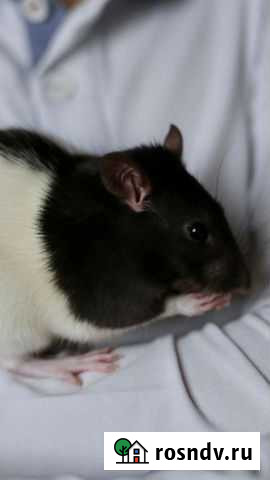 Крыс дамбо Новокузнецк - изображение 1