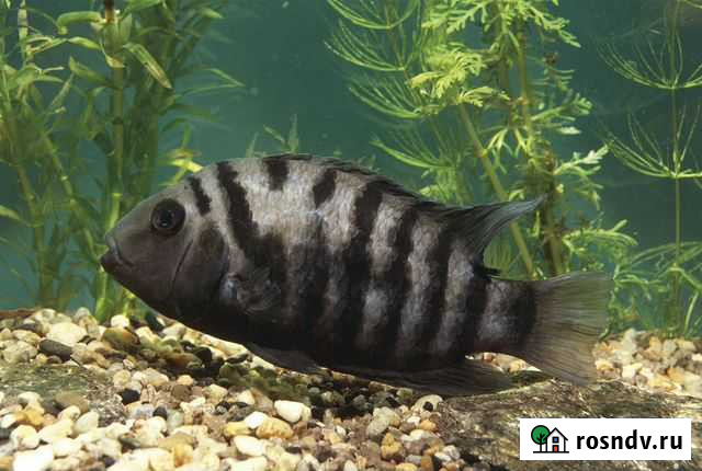 Аквариумные рыбки цихлиды Калининград - изображение 1