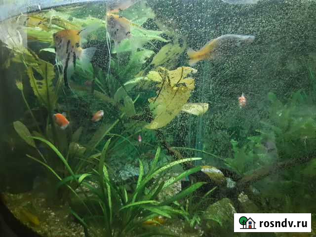 Рыба Сочи - изображение 1