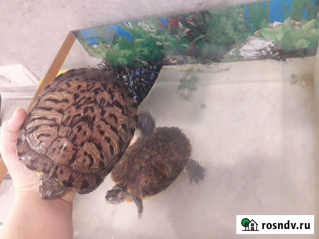 Красноухая черепаха с аквариумом Челябинск - изображение 1