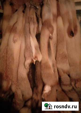 Шкурки лисы, енота, корсака, барсука Омск - изображение 1