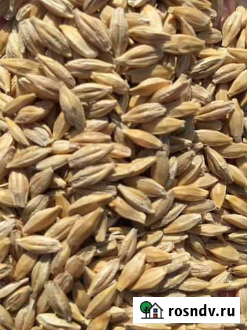 Ячмень Курская - изображение 1