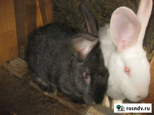 Кролики серый великан, белый великан Иркутск - изображение 1