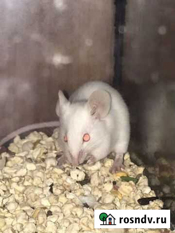 Кормовые мыши Санкт-Петербург - изображение 1