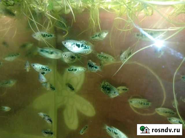 Гурами Мраморный Хабаровск - изображение 1