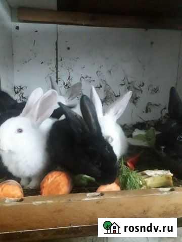 Кролики для выращивания на мясо и племя Екатеринбург - изображение 1