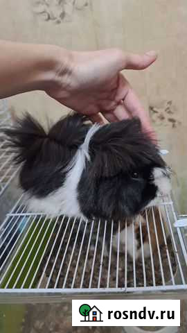 Морская свинка Прохладный - изображение 1