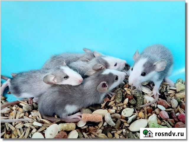 Крысята Хаски. Крысы Дамбо Москва - изображение 1