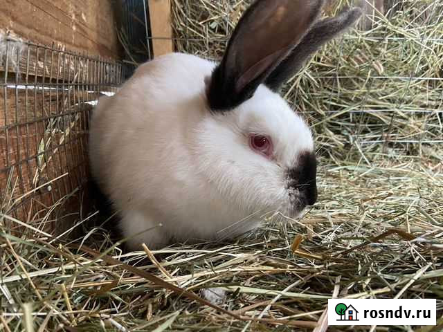 Продаем кроликов Новокуйбышевск - изображение 1
