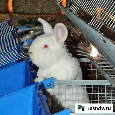 Кролики Сухиничи - изображение 1