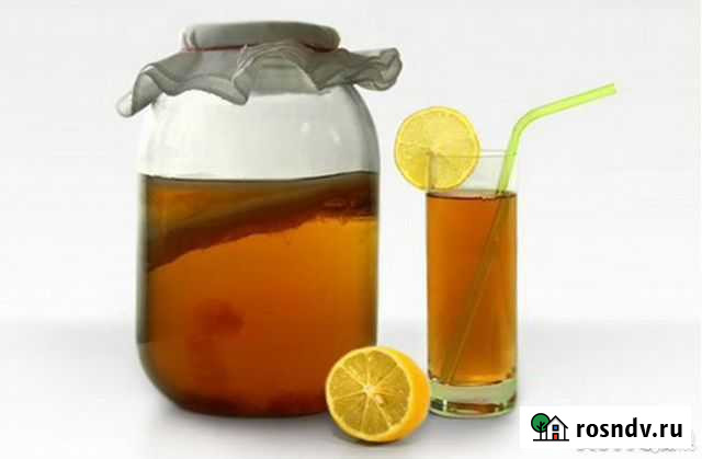 Чайный гриб Волгоград - изображение 1