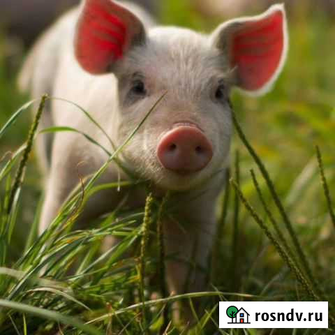 Мясо свинина домашняя Думиничи - изображение 1