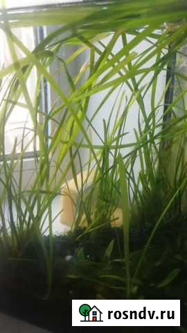 Валиснерия Екатеринбург - изображение 1