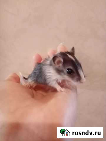 Песчанка Балашиха - изображение 1