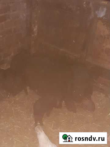 Вьетнамск вислобрюхий поросенок Актюбинский - изображение 1