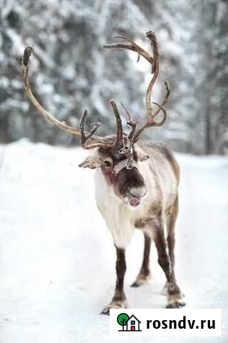 Фотосессия с оленем Казань - изображение 1