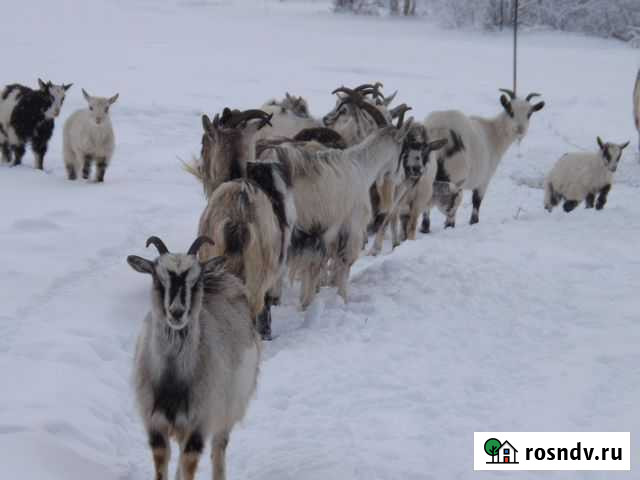 Молодые козы Рыбинск - изображение 1