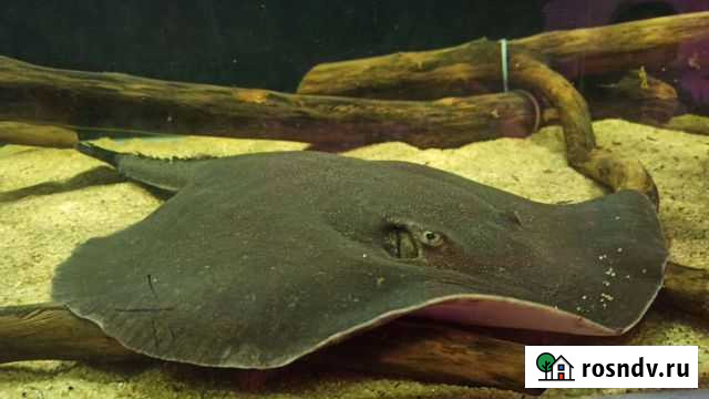 Продам ската самку Пермь - изображение 1