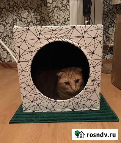 Передержка кошек Ростов-на-Дону - изображение 1