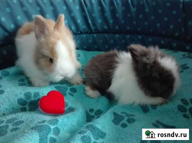 Крольчата в добрые руки Москва - изображение 1