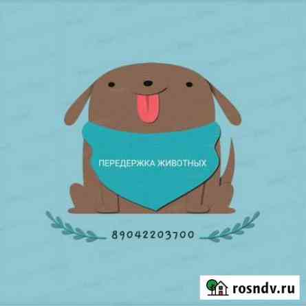 Передержка домашних животных Ухта