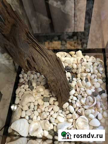 Аквариум Братск - изображение 1