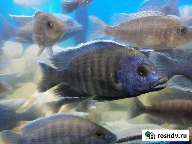Цихлиды Ростов-на-Дону - изображение 1