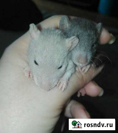 Крысята Выборг - изображение 1