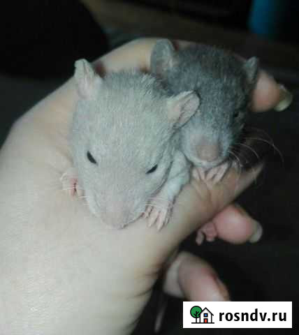 Крысята Выборг - изображение 1