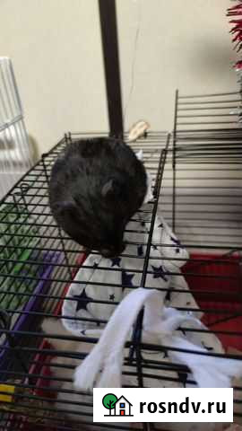 Хомяк Междуреченск - изображение 1