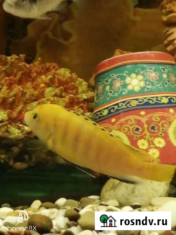 Цыхлида Еллоу Самара - изображение 1