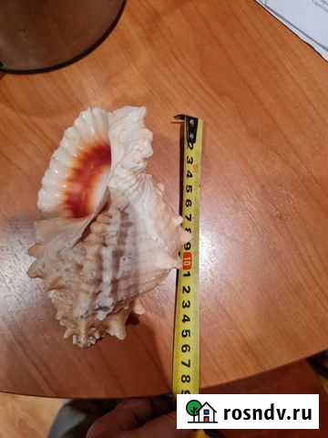 Ракушка и звезда Ногинск - изображение 1