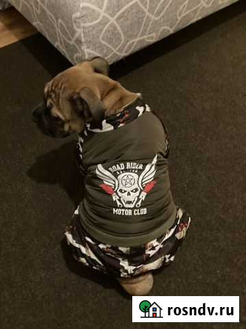 Одежда для собак Раменское - изображение 1